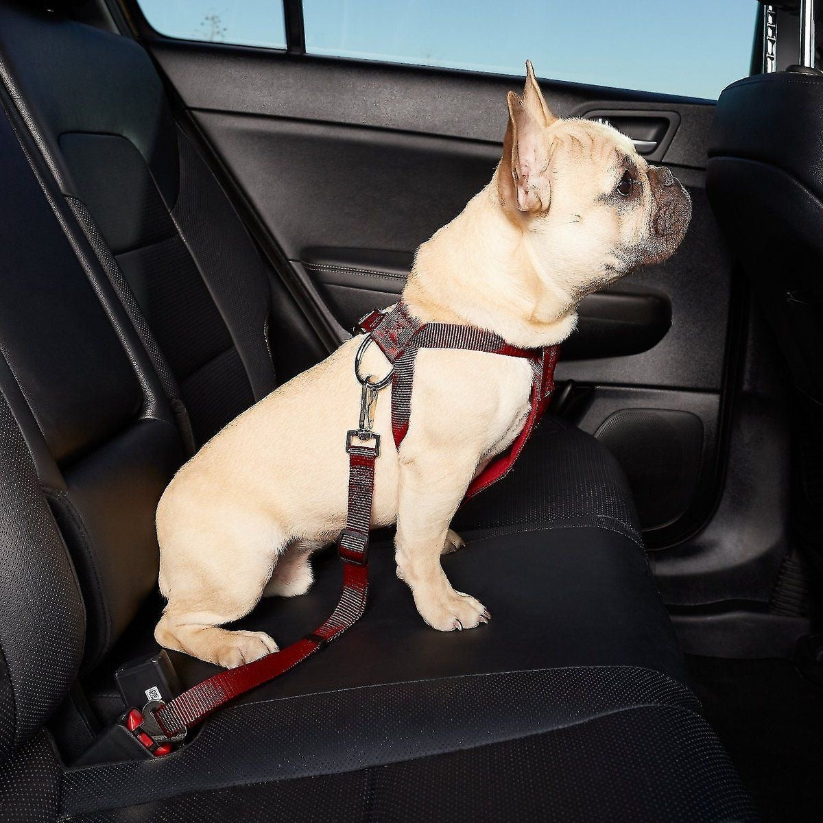 SafeRide Pet Seat Belt