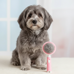 Grey dog being groomed with pink brush
