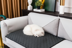 Small Dog Sleeping on Mat